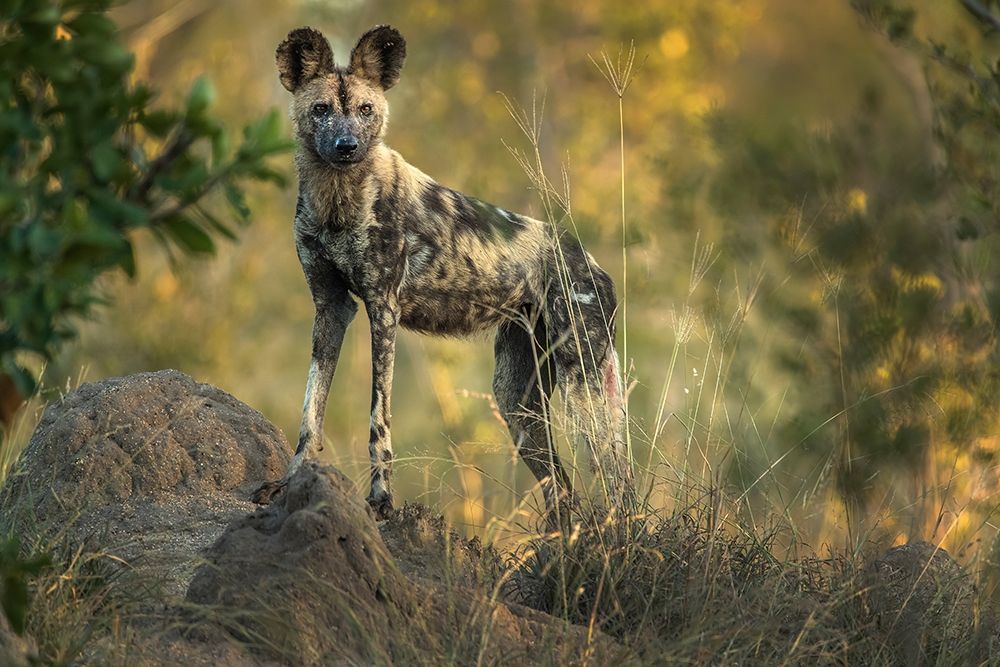 South Africa-Sabi Sabi Private Reserve Wild dog at sunrise art print by Jaynes Gallery for $57.95 CAD